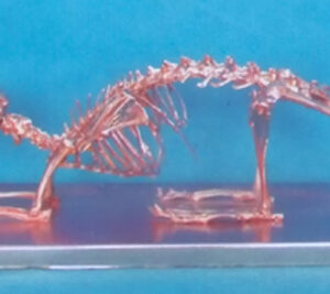 COPPERISED RABIIT SKELETON MODEL WITH BASE Exporter & Educat