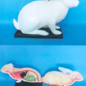 ANATOMICAL MODEL OF BIG RABBIT Exporter & Educational Labora