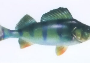 HANGING PERCH MODEL Exporter & Educational Laboratory Equipm