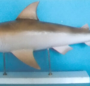 VERTICAL SHARK MODEL Exporter & Educational Laboratory Equip