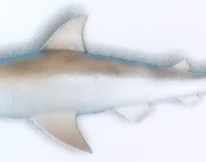HANGING SHARK MODEL Exporter & Educational Laboratory Equipm