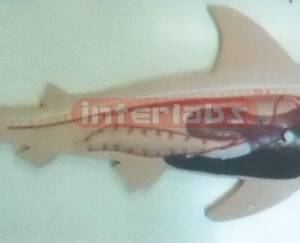 HANGING SHARK ANATOMICAL MODEL Exporter & Educational Labora