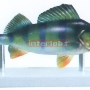 VERTICAL STAND PERCH ANTOMICAL MODEL Exporter & Educational