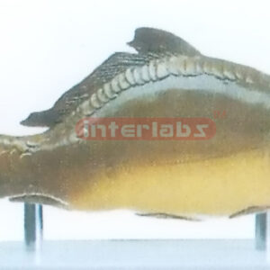 FISH MODEL WITH BASE Exporter & Educational Laboratory Equip