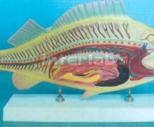 FISH ANATOMICAL MODEL WITH BASE Exporter & Educational Labor