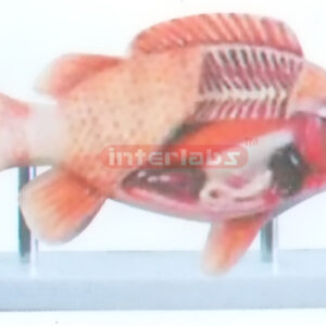 FISH HALF ANATOMICAL MODEL WITH BASE Exporter & Educational
