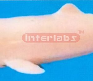 DOLPHIN MODEL (WHITE) Exporter & Educational Laboratory Equi