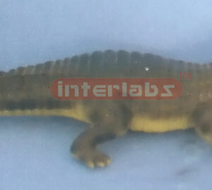CROCODILE MODEL Exporter & Educational Laboratory Equipment