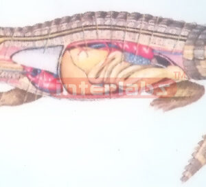 HANGING CROCODILE ANATOMICAL MODEL Exporter & Educational La
