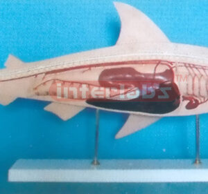 FISH STRUCTURE MODEL Exporter & Educational Laboratory Equip
