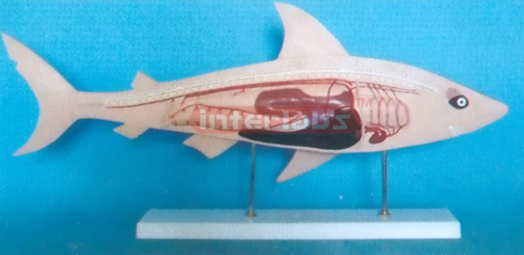 FISH STRUCTURE MODEL Exporter & Educational Laboratory Equip