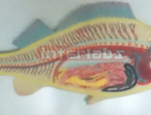 HANGING FISH ANATOMICAL MODEL Exporter & Educational Laborat