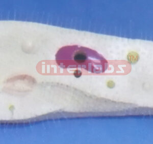 PARAMECIUM MODEL Exporter & Educational Laboratory Equipment