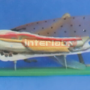 ANATOMICAL & MAGNIFIED LOCUST MODEL Exporter & Educational L