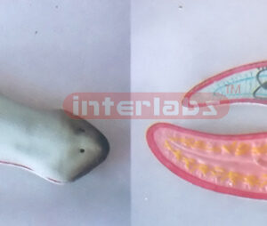 AMPHIOXUS MODEL Exporter & Educational Laboratory Equipment