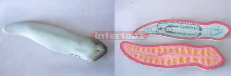 AMPHIOXUS MODEL Exporter & Educational Laboratory Equipment