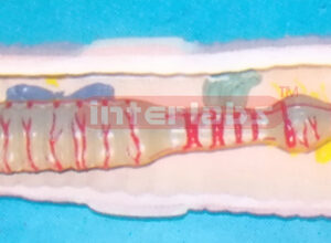 ANATOMICAL & MAGNIFIED EARTHWORM MODEL Exporter & Educationa