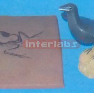 ARCHAEOPTERYX FOSSIL MODEL Exporter & Educational Laboratory