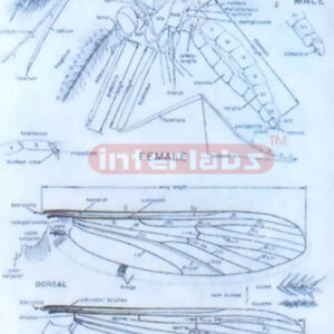 MOSQUITOES LIFE Exporter & Educational Laboratory Equipment
