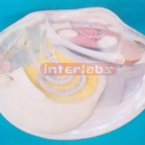 ANATOMICAL & MAGNIFIED CLAM MODEL A-TYPE Exporter & Educatio