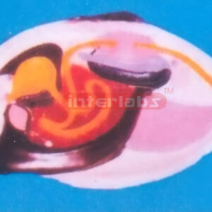 ANATOMICAL & MAGNIFIED CLAM MODEL S-TYPE Exporter & Educatio