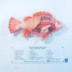 VERTICAL SHARK ANATOMICAL MODEL Exporter & Educational Labor