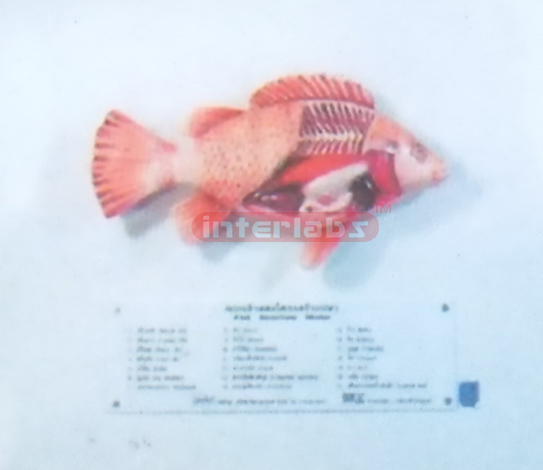 VERTICAL SHARK ANATOMICAL MODEL Exporter & Educational Labor