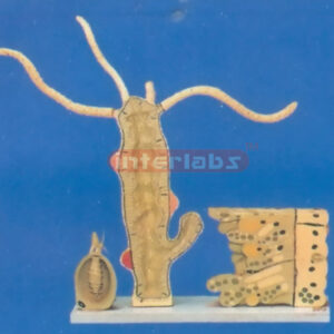 ANATOMICAL MODEL OF THE HYDRA Exporter & Educational Laborat