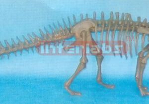 DRAGON MODEL Exporter & Educational Laboratory Equipment Sup
