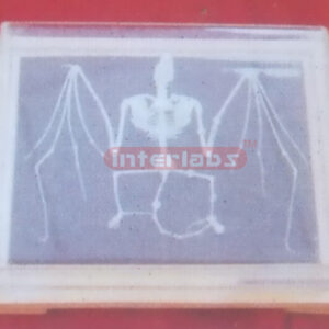 BAT SKELETON Exporter & Educational Laboratory Equipment Sup