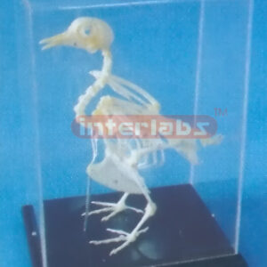PIGEON SKELETON Exporter & Educational Laboratory Equipment