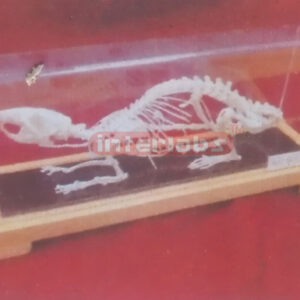 RAT SKELETON Exporter & Educational Laboratory Equipment Sup