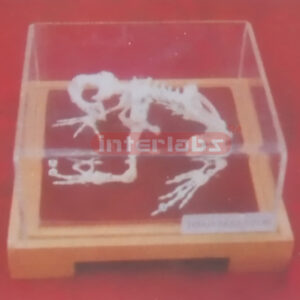 TOAD SKELETON Exporter & Educational Laboratory Equipment Su