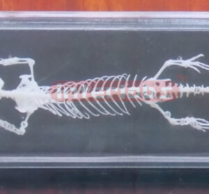 TURTLE SKELETON Exporter & Educational Laboratory Equipment