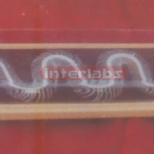 SNAKE SKELETON SPECIMEN Exporter & Educational Laboratory Eq