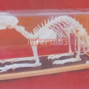 CAR SKELETON Exporter & Educational Laboratory Equipment Sup