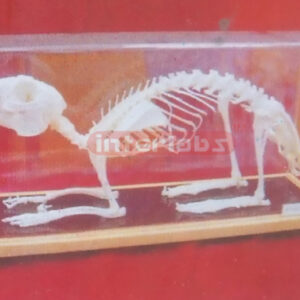 RABBIT SKELETON Exporter & Educational Laboratory Equipment