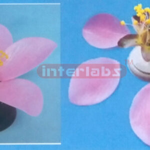 A MODEL OF THE PEACHBLOSSOM FLOWER Exporter & Educational La