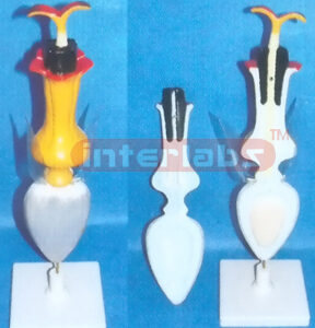 SUNFLOWER MODEL Exporter & Educational Laboratory Equipment