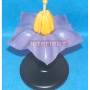 PATATO FLOWER MODEL Exporter & Educational Laboratory Equipm