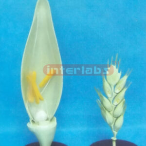 A MODEL OF THE WHEAT FLOWER (A TYPE) Exporter & Educational