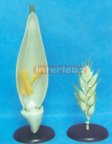 A MODEL OF THE WHEAT FLOWER (A TYPE) Exporter & Educational