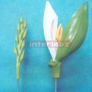 A MODEL OF THE WHEAT FLOWER (B TYPE) Exporter & Educational