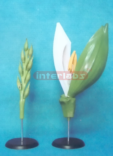 A MODEL OF THE WHEAT FLOWER (B TYPE) Exporter & Educational