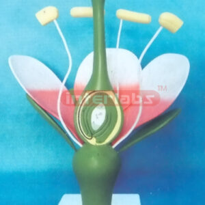 TYPICAL DICOT FLOWER MODEL (PEACH FLOWER) Exporter & Educati