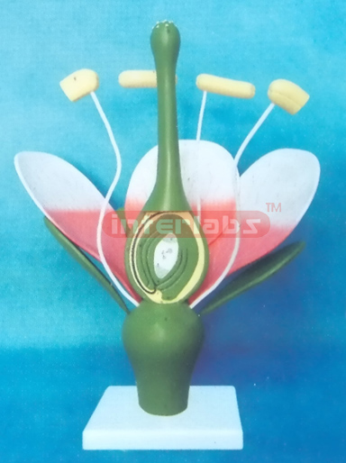 TYPICAL DICOT FLOWER MODEL (PEACH FLOWER) Exporter & Educati