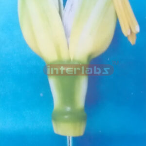 TYPICAL MONOCOT FLOWER 25 TIMES Exporter & Educational Labor
