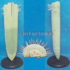 PLANT DICOT ANATOMICAL TOP MODEL Exporter & Educational Labo