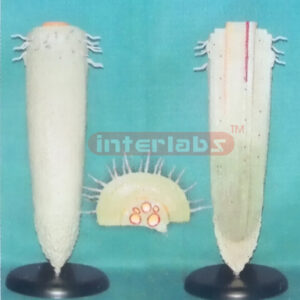 PLANT MONOCOT ANATOMICAL TOP MODEL Exporter & Educational La