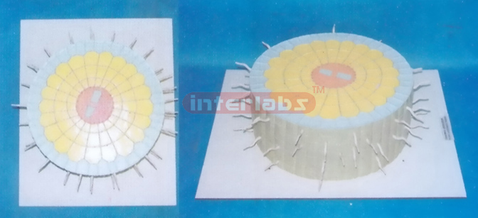 PLANT ANATOMICAL ROOT MODEL Exporter & Educational Laborator